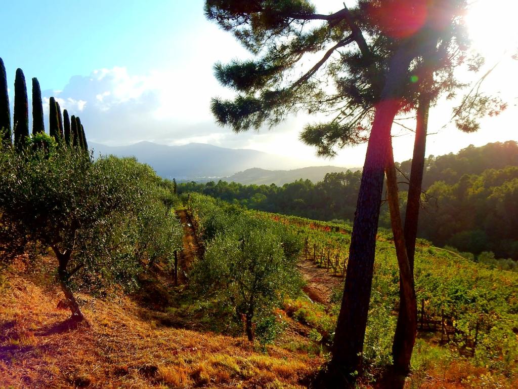 Toskana – mit allen&nbsp;Sinnen