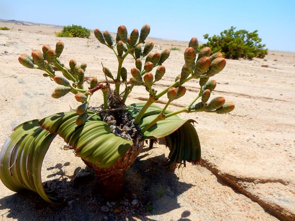 Welwitschia