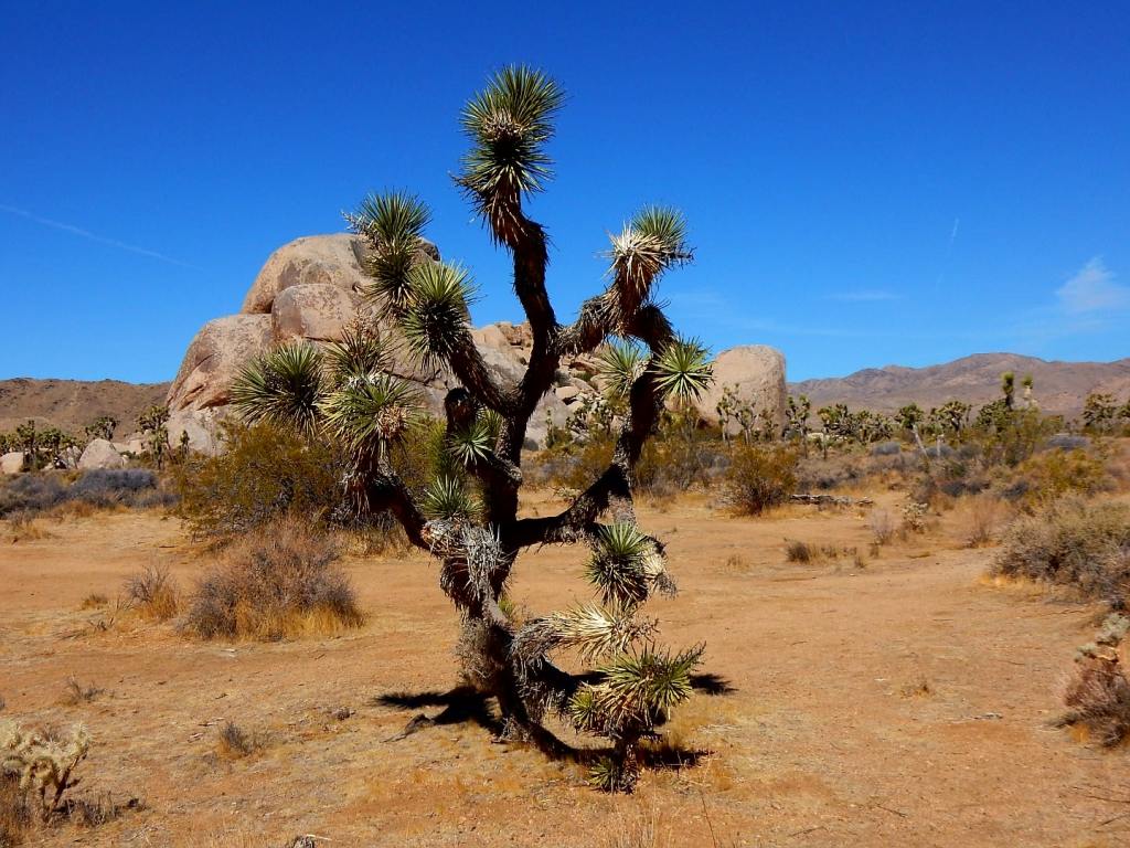 Joshua Tree NP