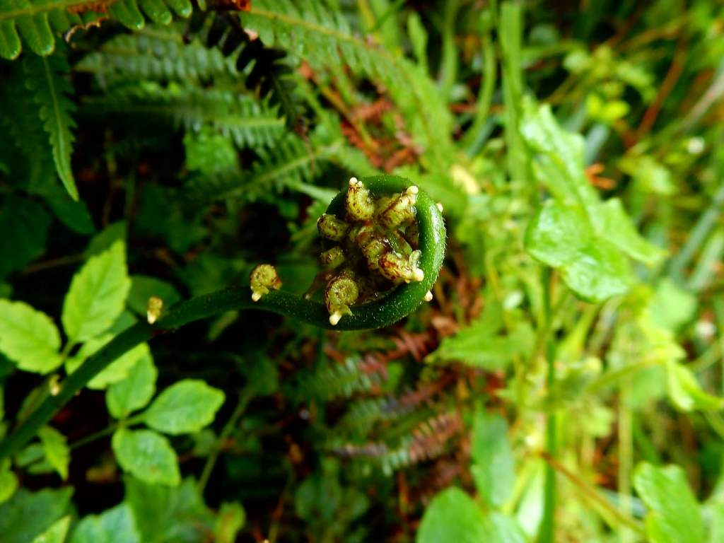 In den kalten&nbsp;Bergen