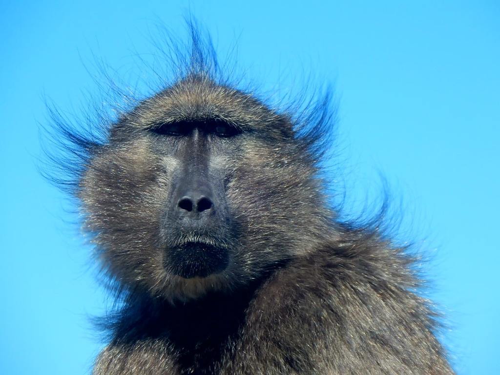 Kaphalbinsel als Reiseleiter