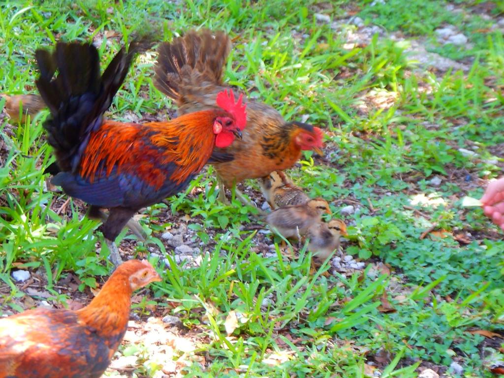 Key West und die&nbsp;Hühner