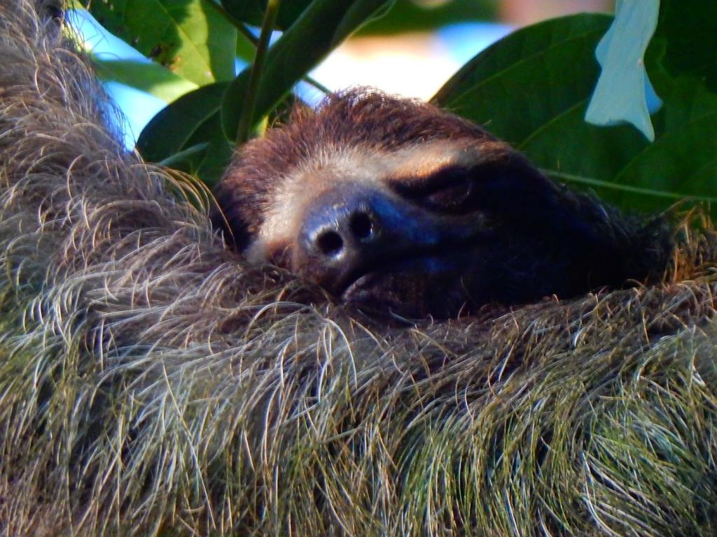 Turrialba und Karibik