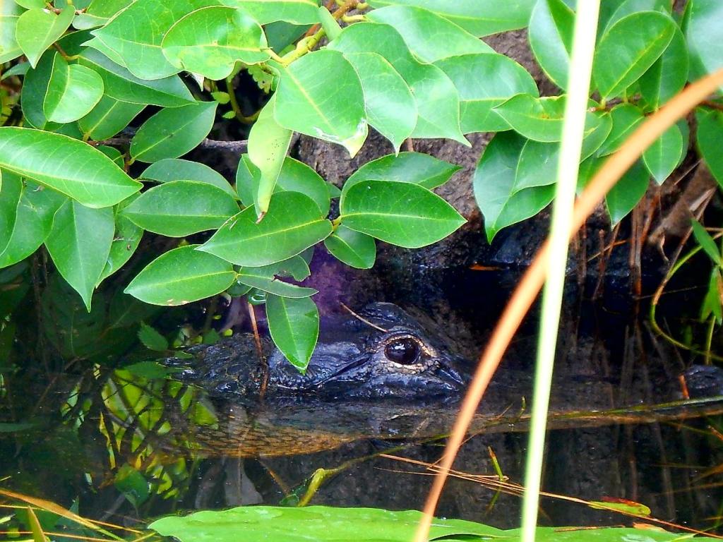 Ketchup und Sonnenschirm in&nbsp;Florida