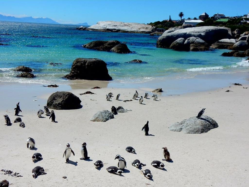 Pinguine und die&nbsp;Kaphalbinsel