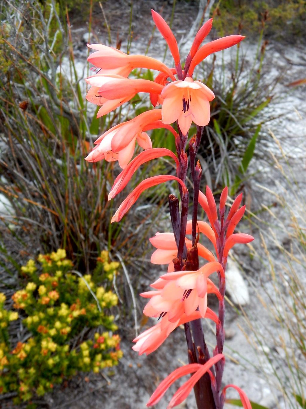 Ausflug auf den&nbsp;Tafelberg