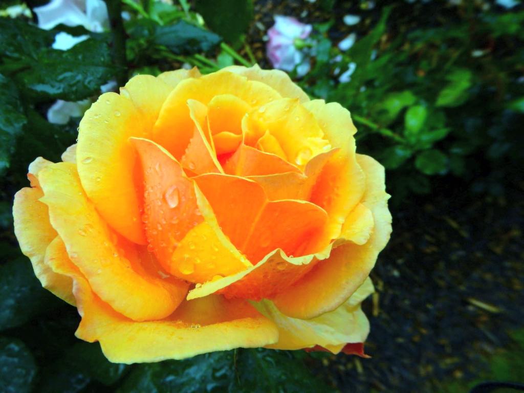 Portland, Seattle und dazwischen&nbsp;Schnee